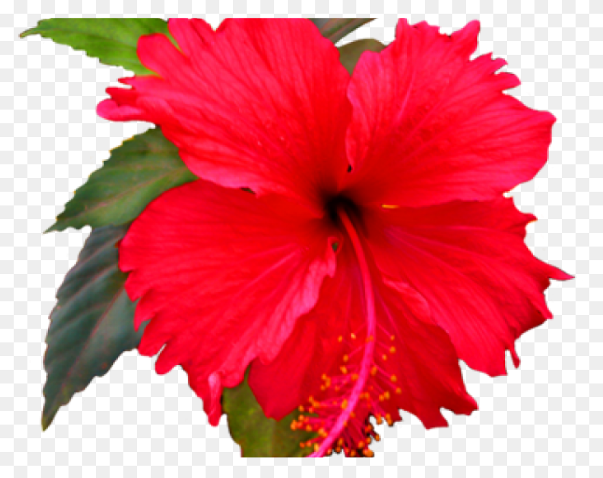 Hibiscus Clip Art At ClipartFlare C
