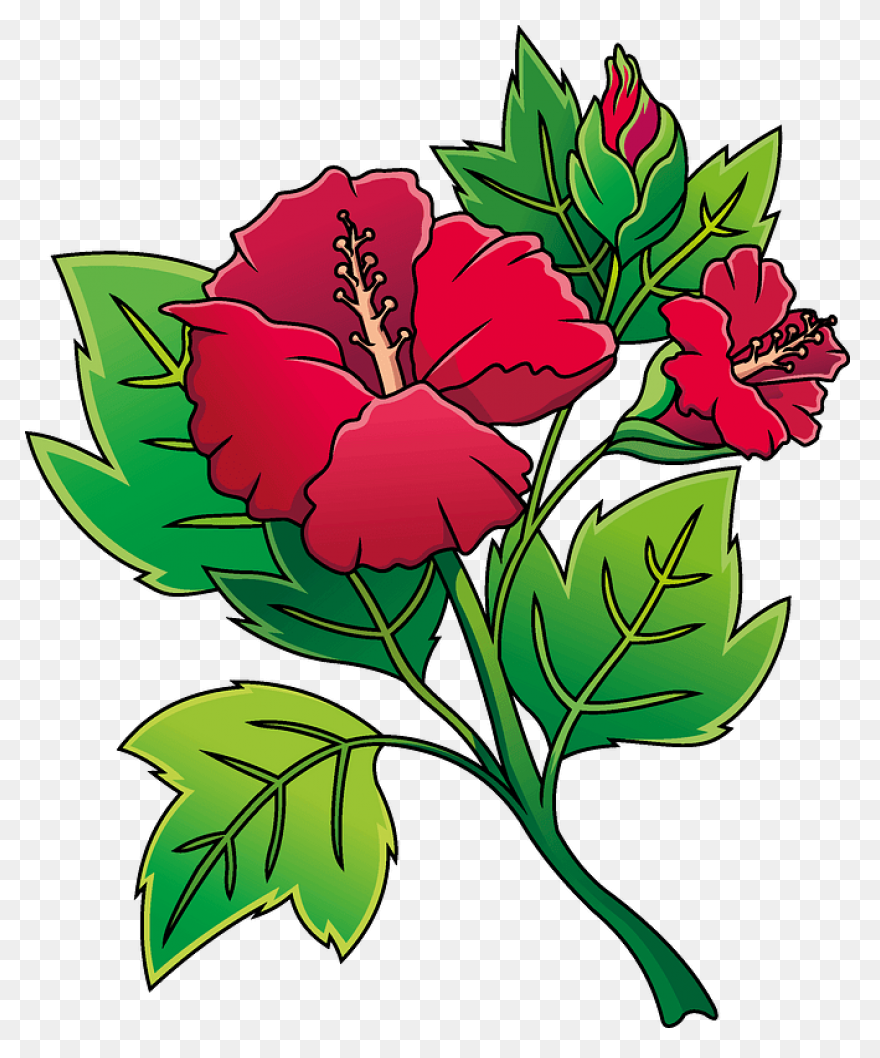 Hibiscus Clipart. Free Download .png - Hibiscus