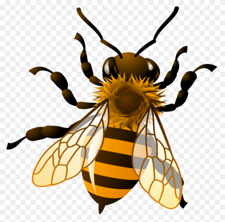 Honey Bee Clipart Clipart Suggest - Honey Bee