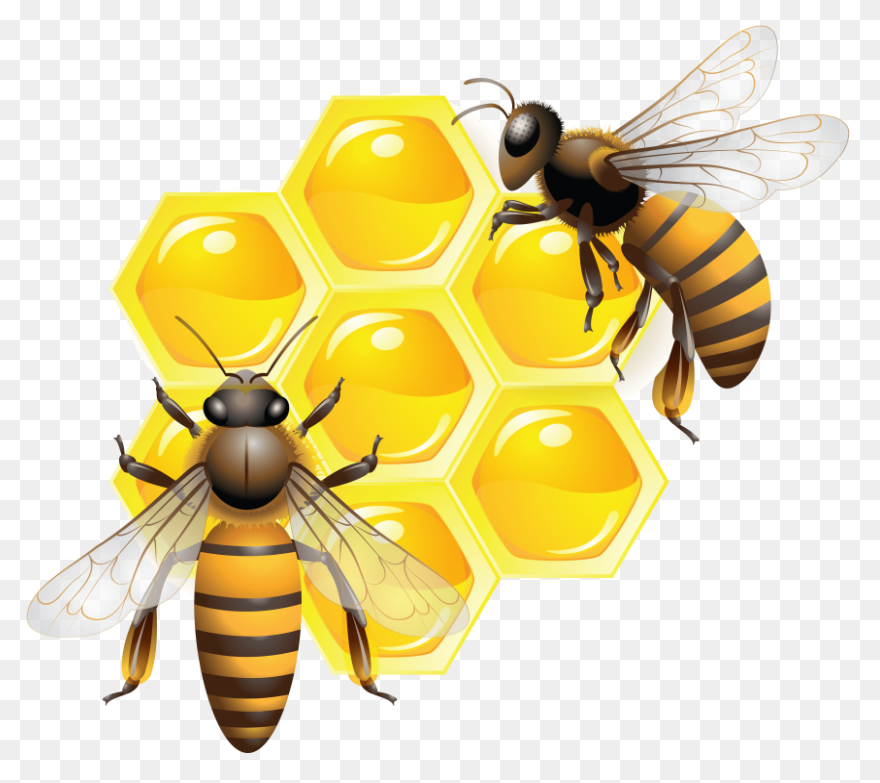 Honey Clipart Honey Bee - Animated 