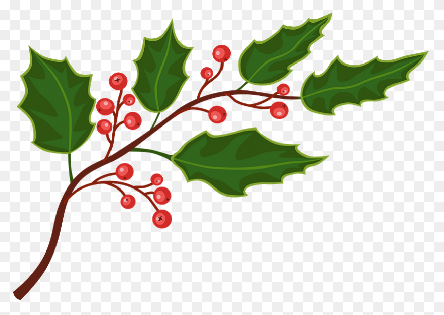 Holly, Berries, Leaves Spread, Gree