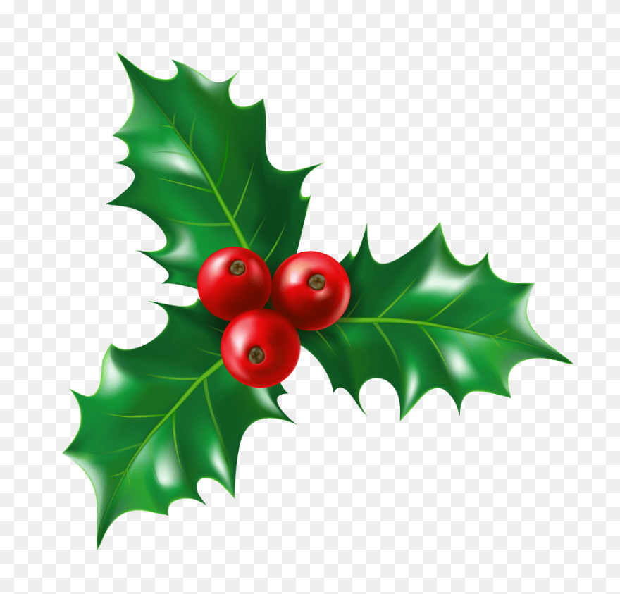 Holly, Berries, Leaves Spread, Gree