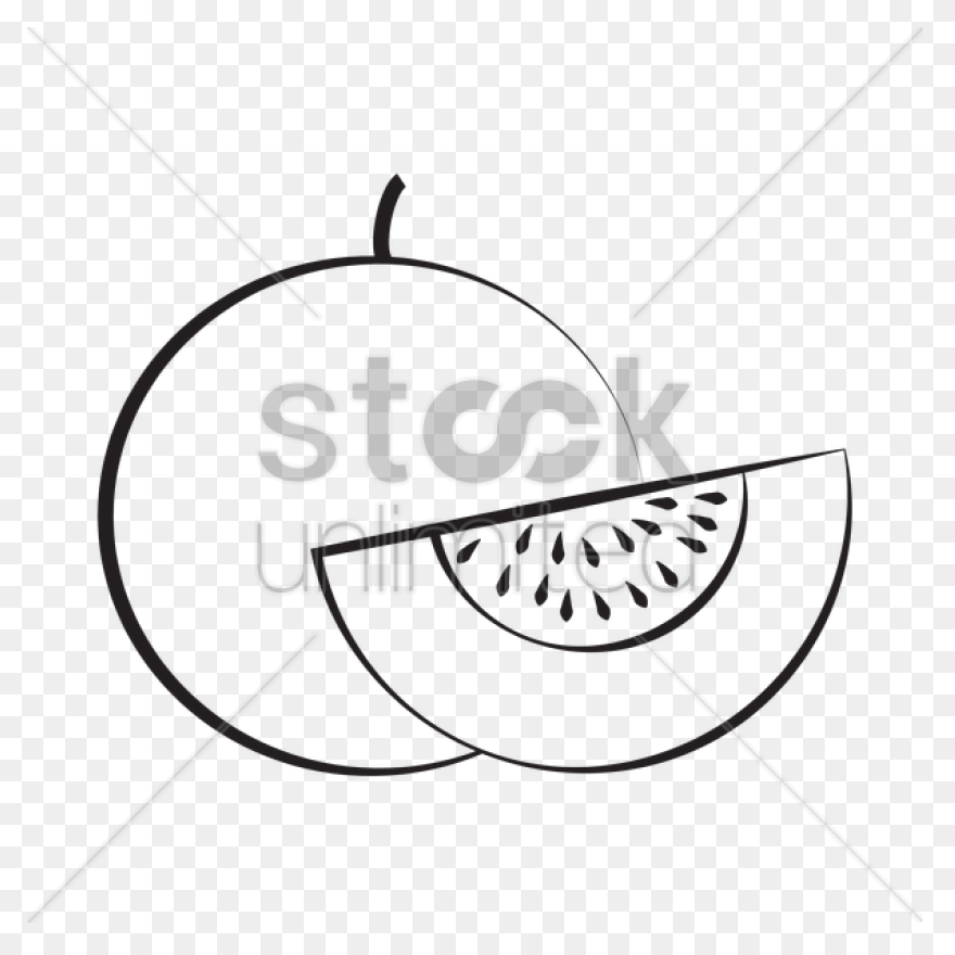 Honeydew Vector Image 1469055 | - Honeydew