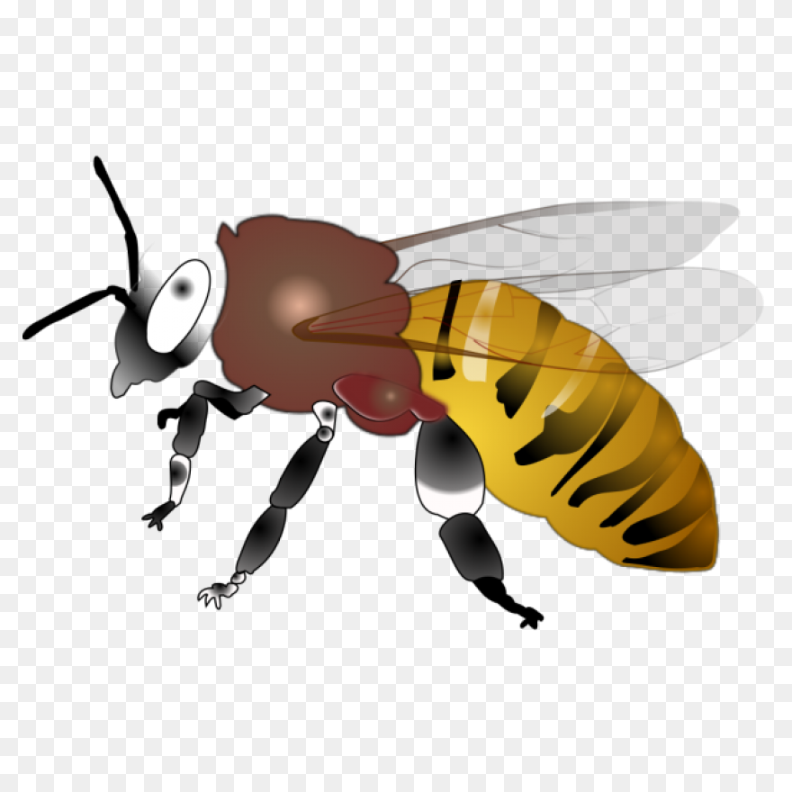 Alabama State Hornets | Alabama Sta