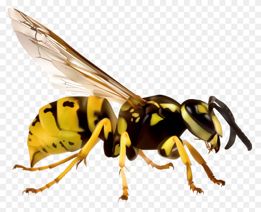 Alabama State Hornets | Alabama Sta