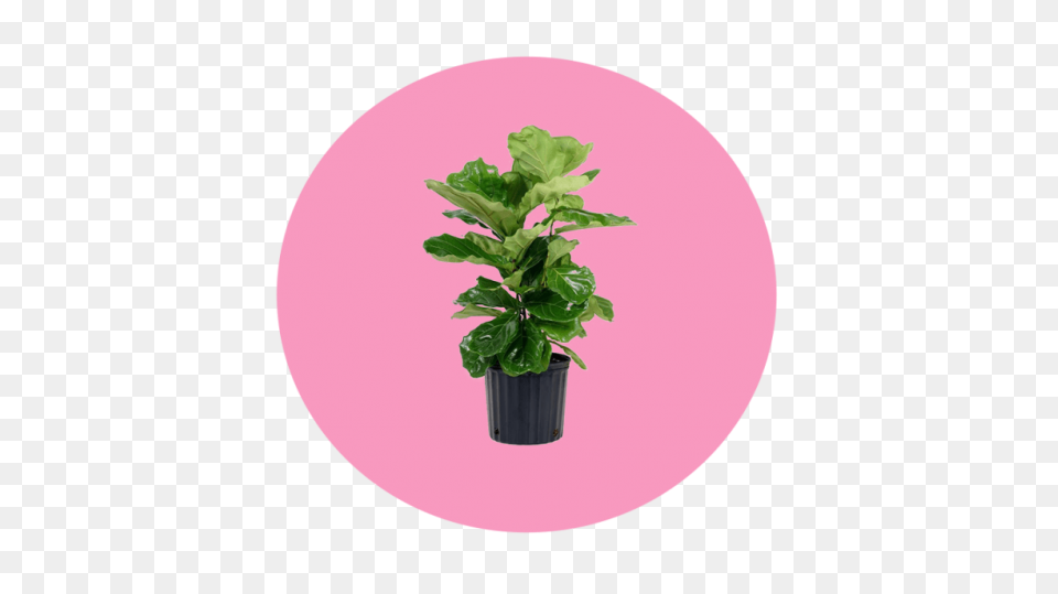 Common Bird-Safe And Toxic Plants �