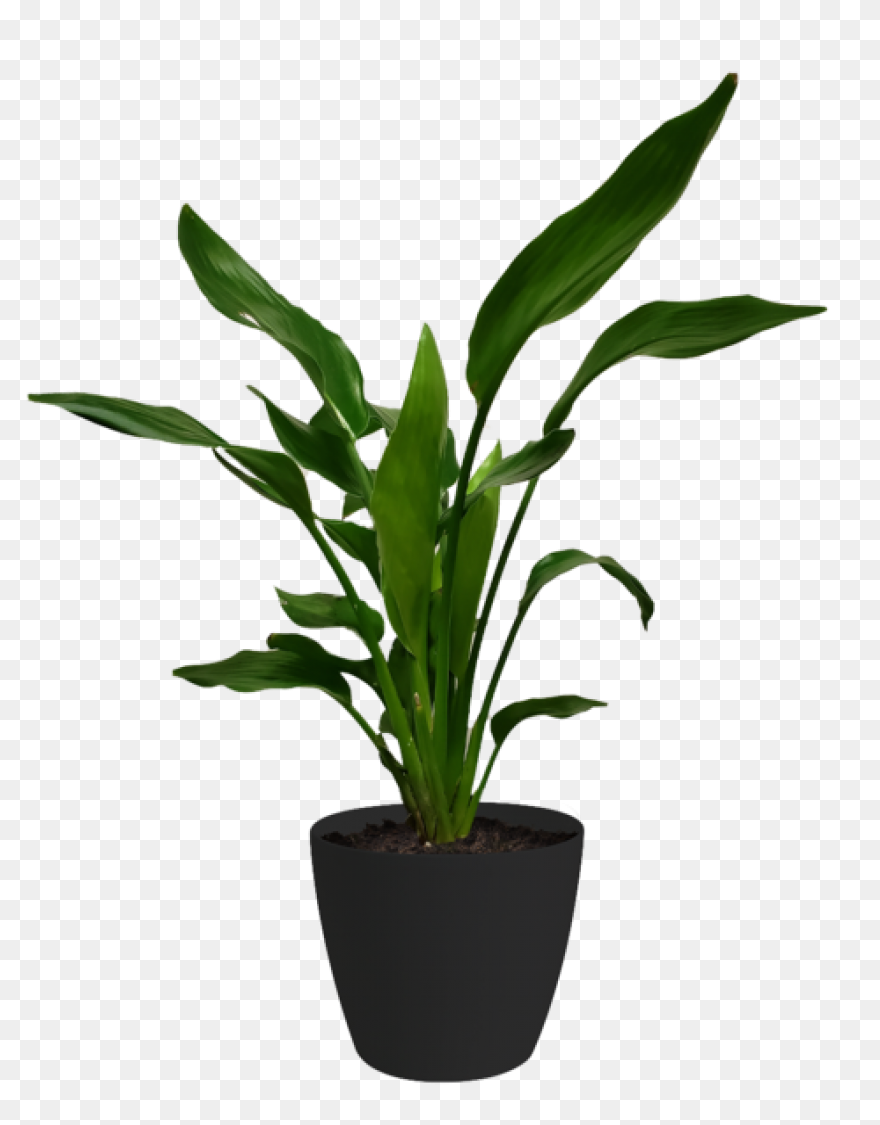 Common Bird-Safe And Toxic Plants �