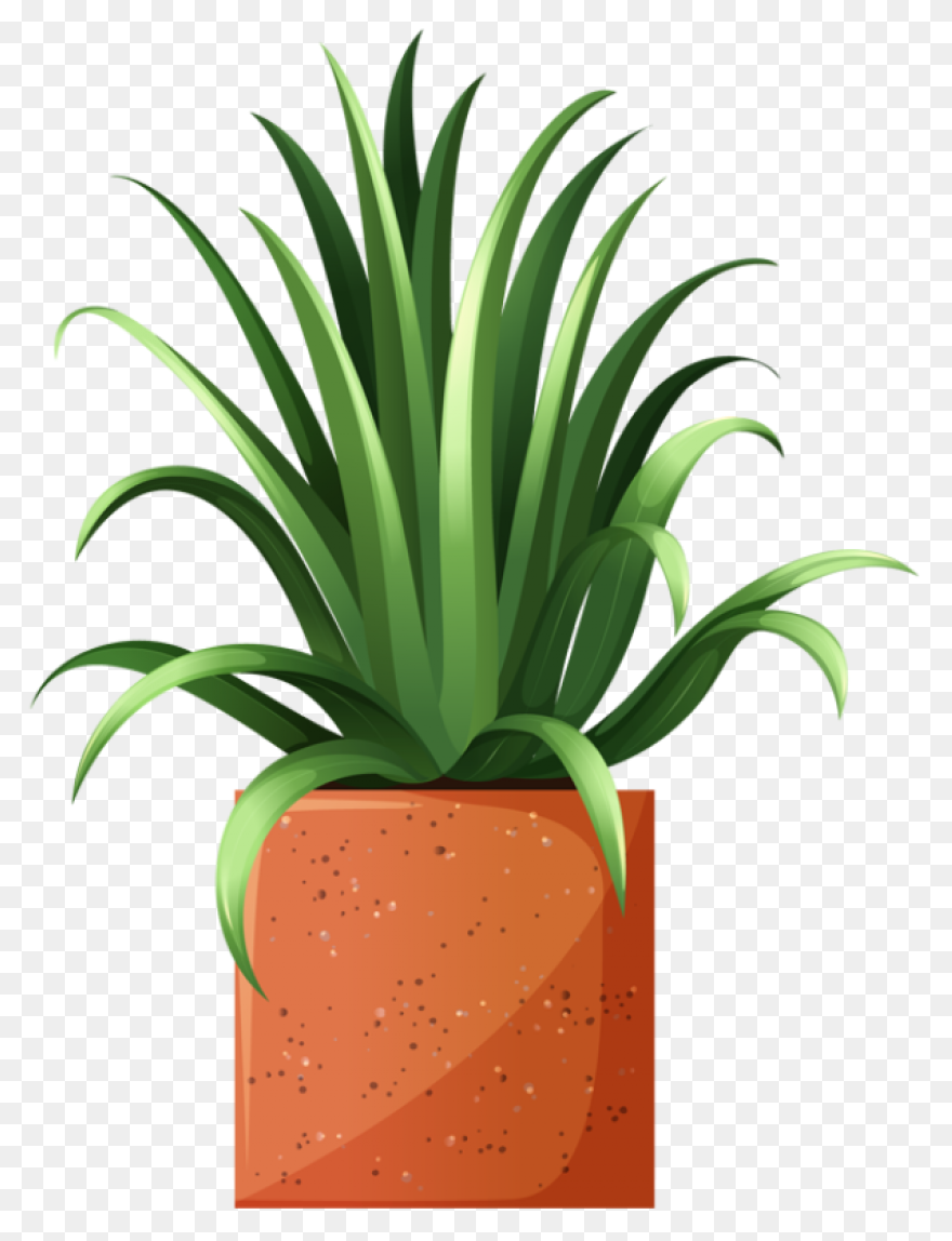 Common Bird-Safe And Toxic Plants �