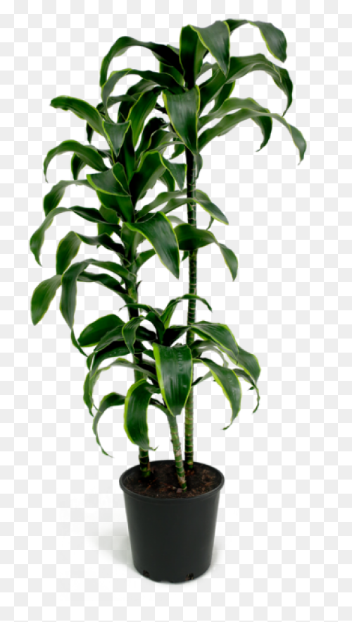 Common Bird-Safe And Toxic Plants �