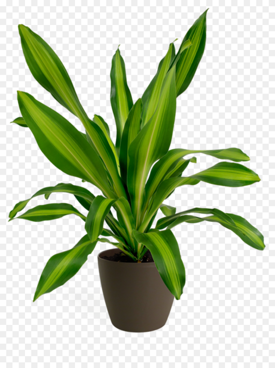 Common Bird-Safe And Toxic Plants �