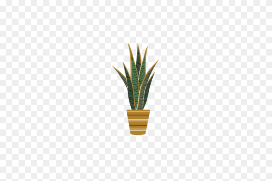 Floral House Plant - House Plant