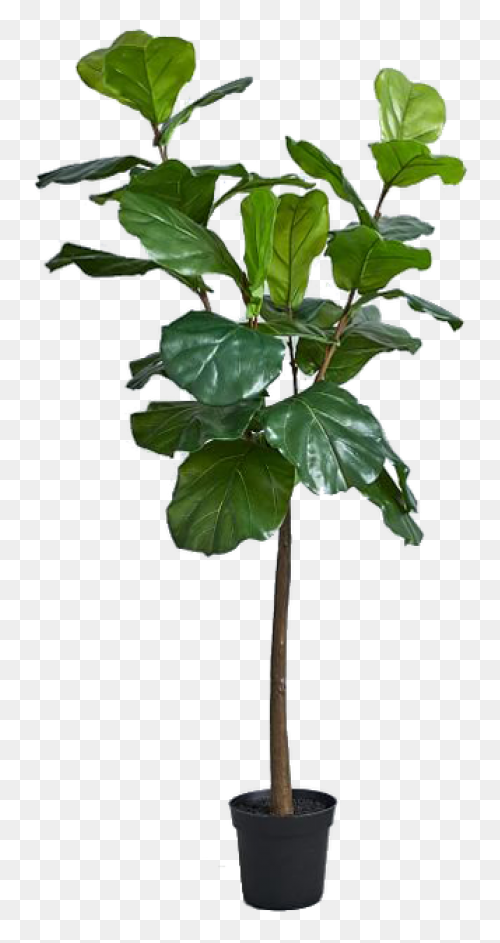 Common Bird-Safe And Toxic Plants �