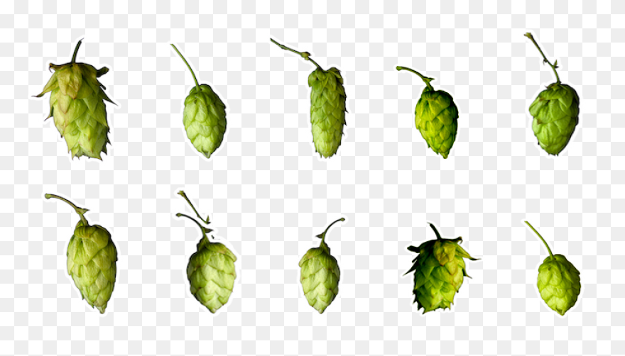 Home - Hop Head Farms