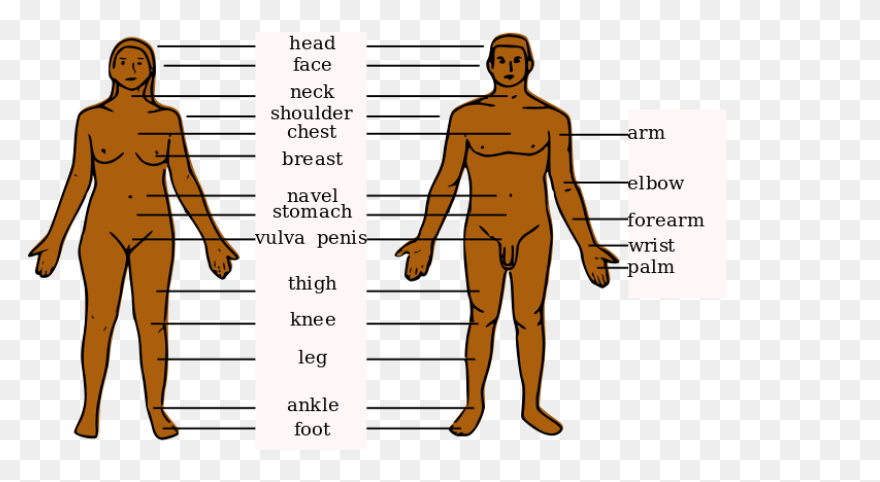 Stomach Inside Human Body - Free Pe