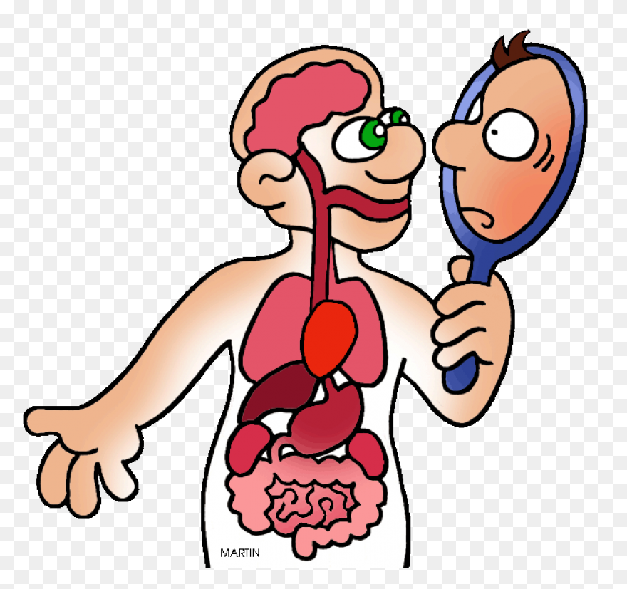 Stomach Inside Human Body - Free Pe