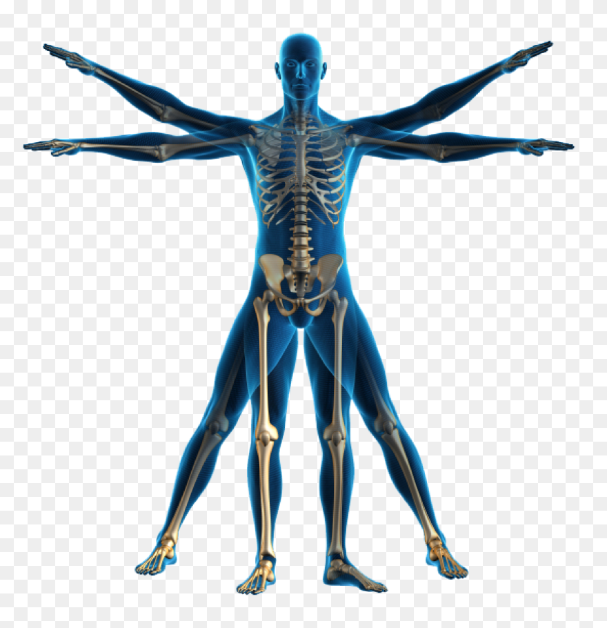 Stomach Inside Human Body - Free Pe