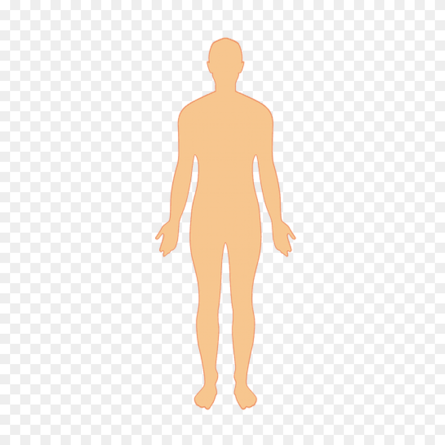 Stomach Inside Human Body - Free Pe