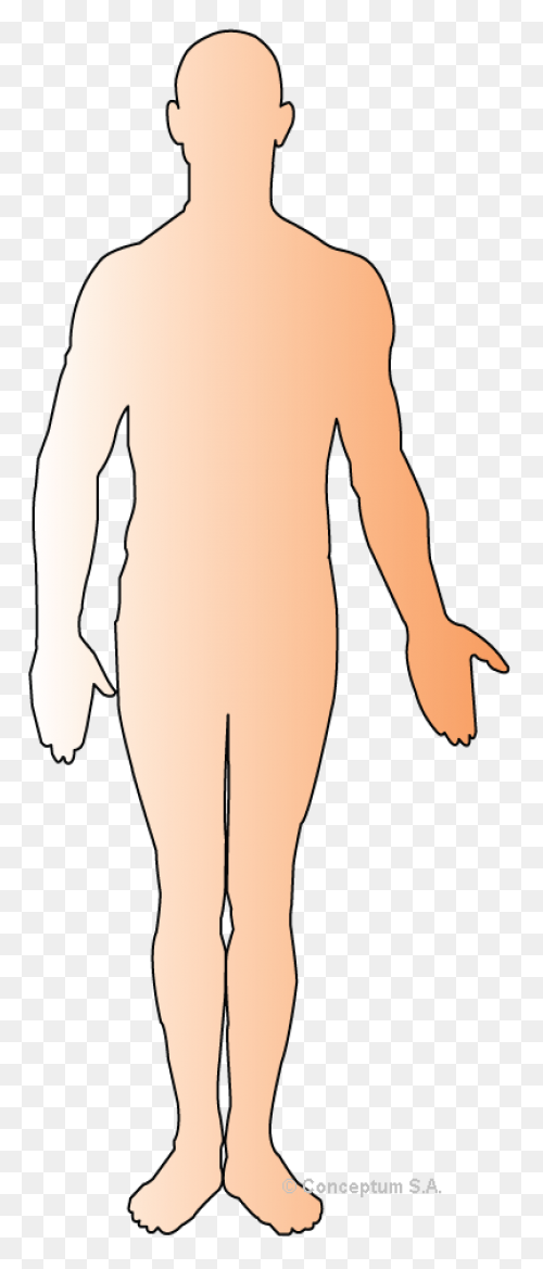 Stomach Inside Human Body - Free Pe