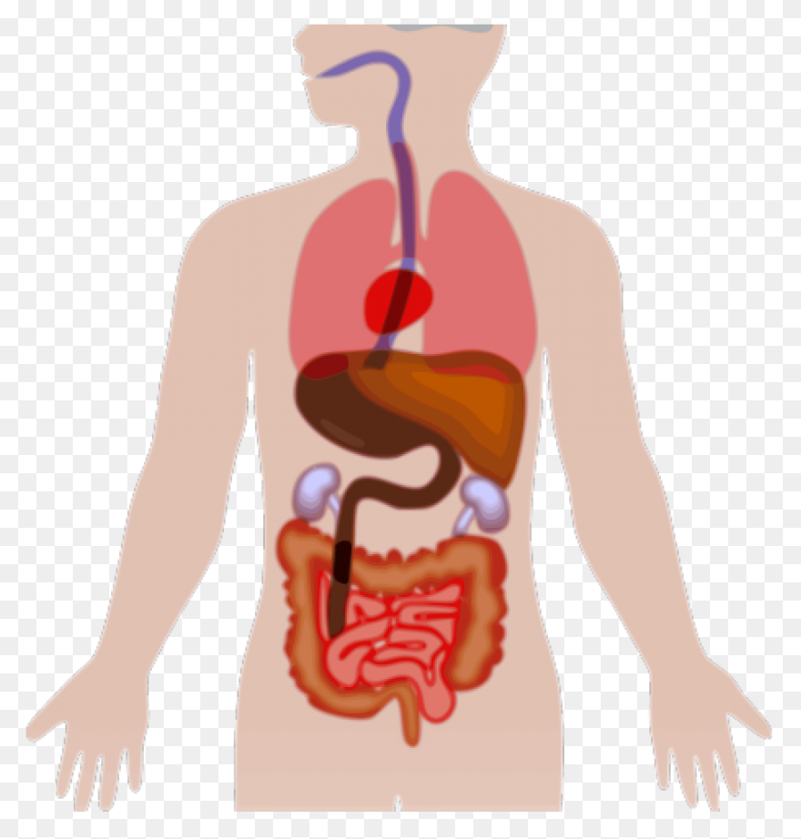 Stomach Inside Human Body - Free Pe