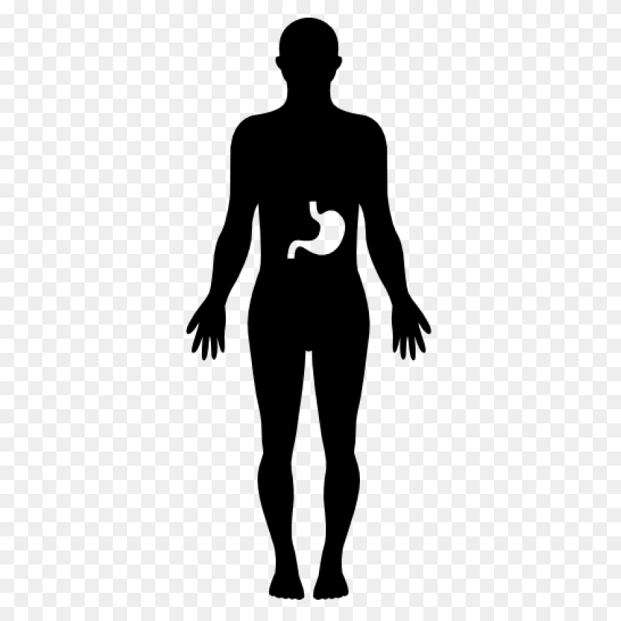 Stomach Inside Human Body Free - Human Body