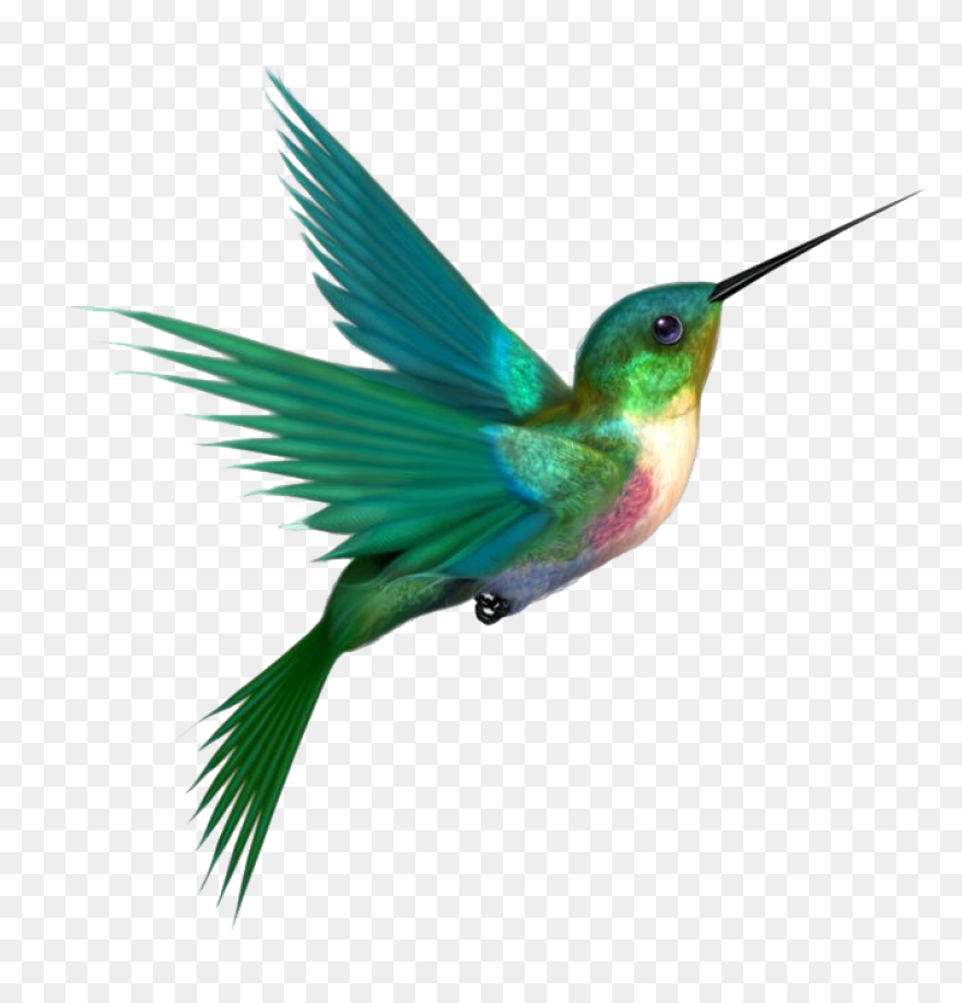 Free Hummingbird Cliparts, Download