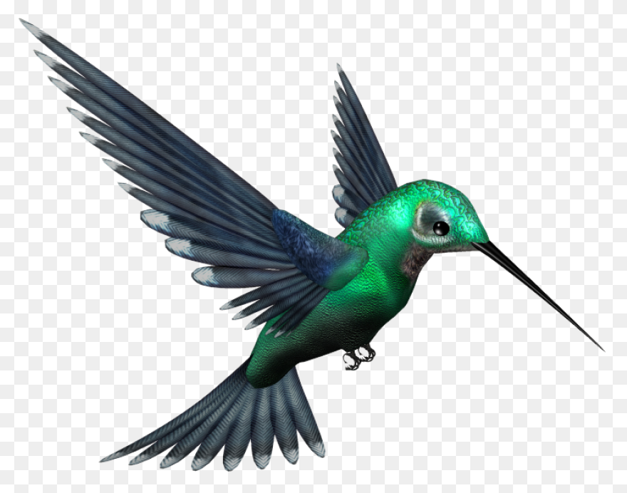 Free Hummingbird Cliparts, Download