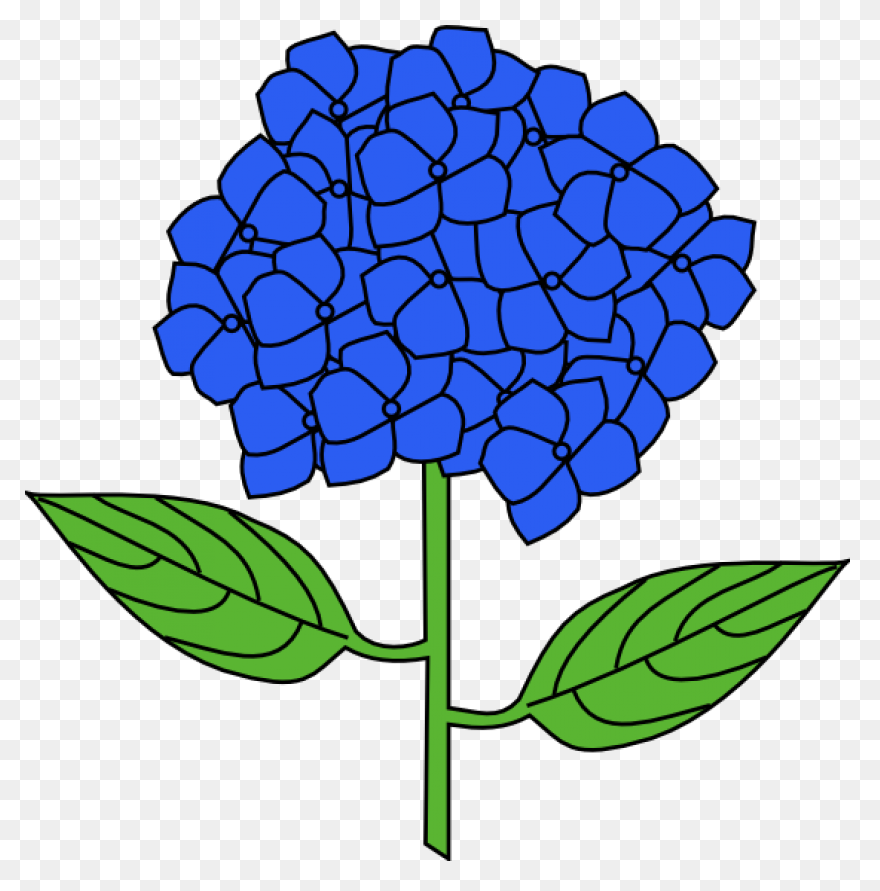 Hydrangea Transparent Watercolor - 