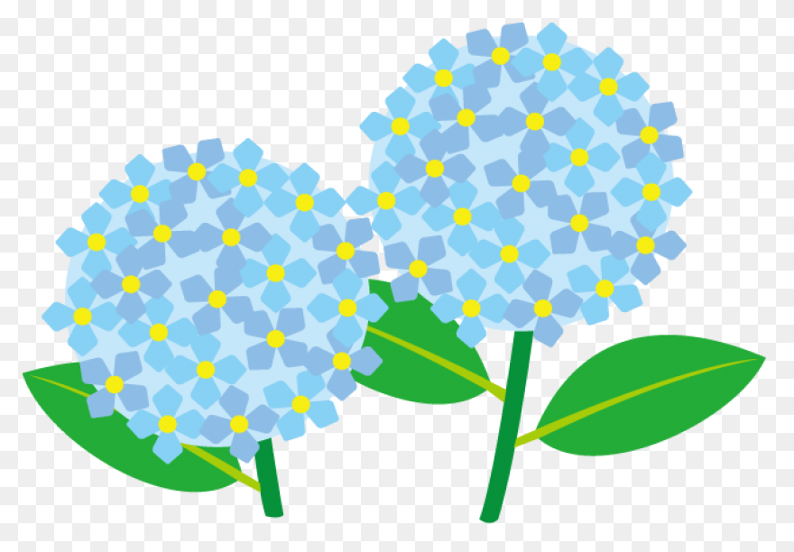 Hydrangea Transparent Watercolor - 