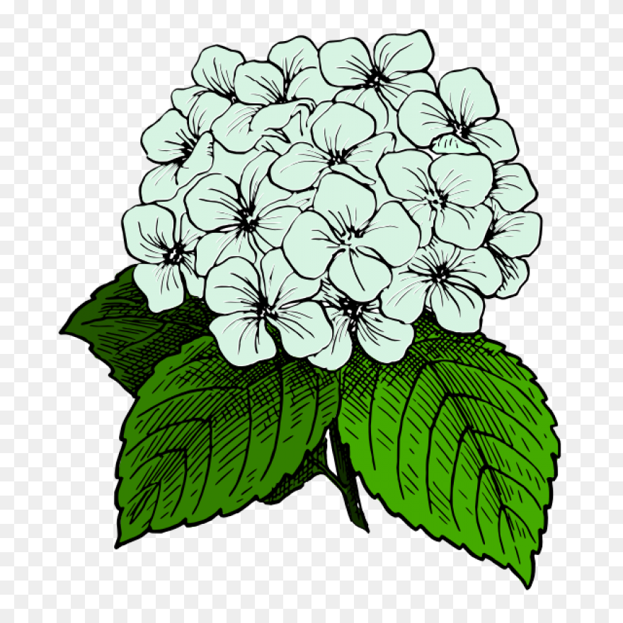Hydrangea Transparent Watercolor - 