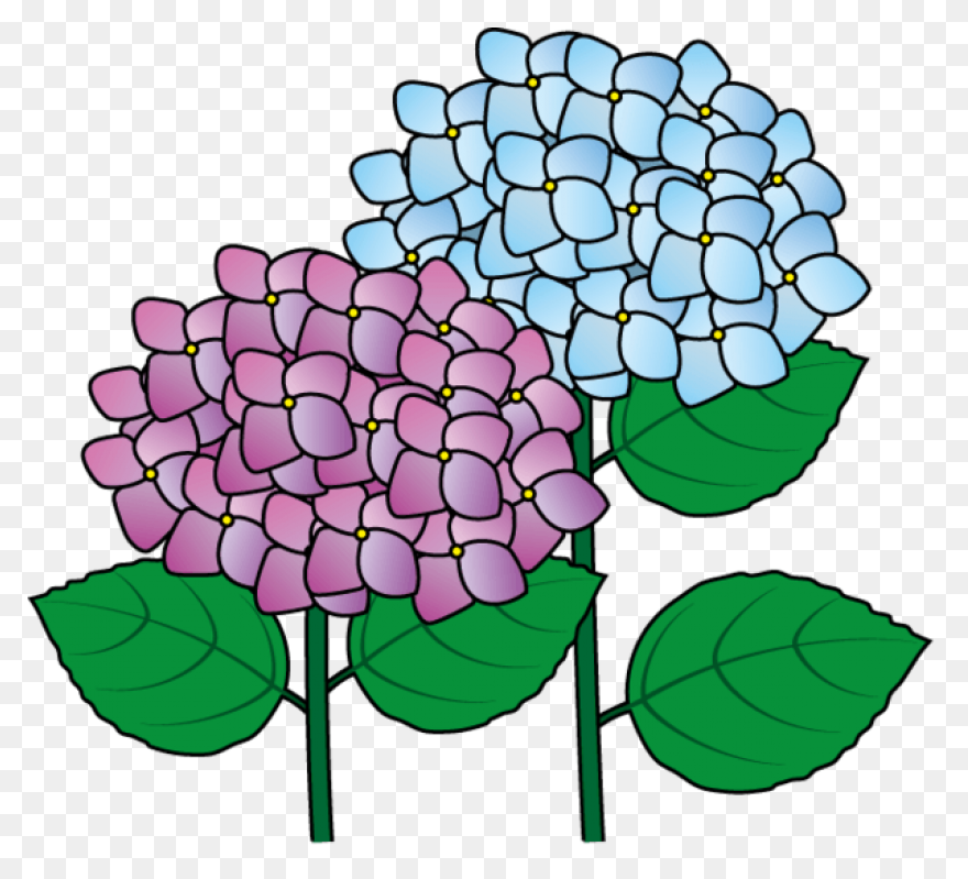 Hydrangea Transparent Watercolor - 