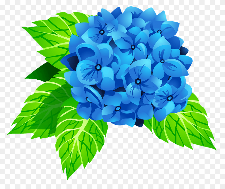 Hydrangea Transparent Watercolor - 