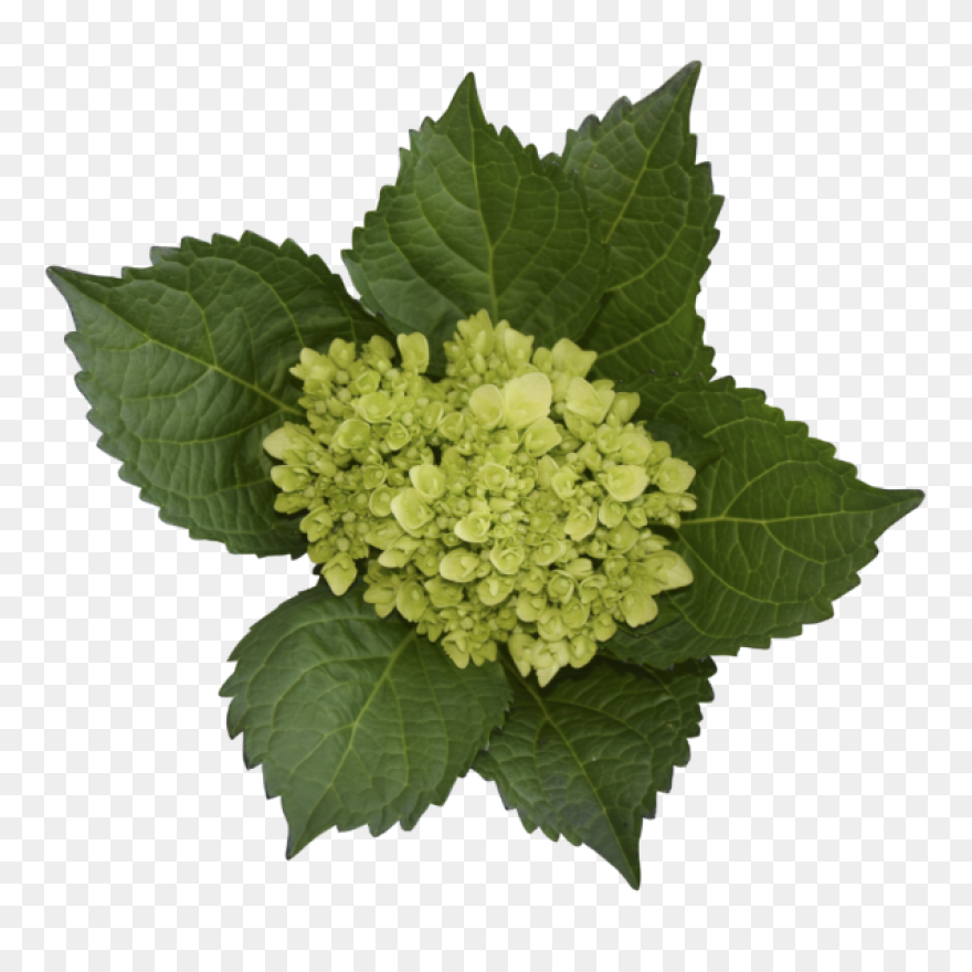 Hydrangea Transparent Watercolor - 