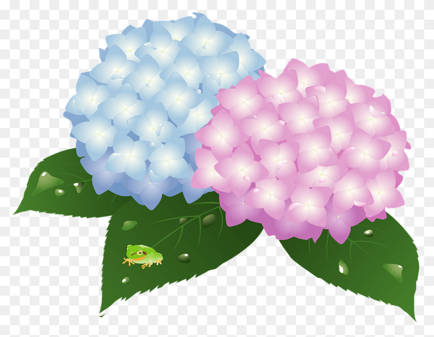 Hydrangea Transparent Watercolor - 