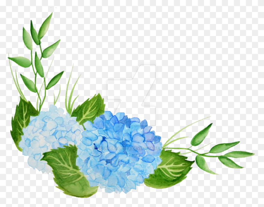 Hydrangea Watercolor Background .com  - Hydrangea
