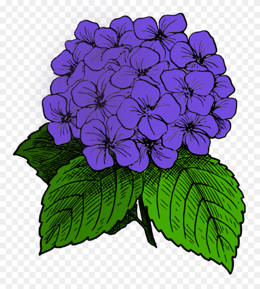 Hydrangea Transparent Watercolor - 