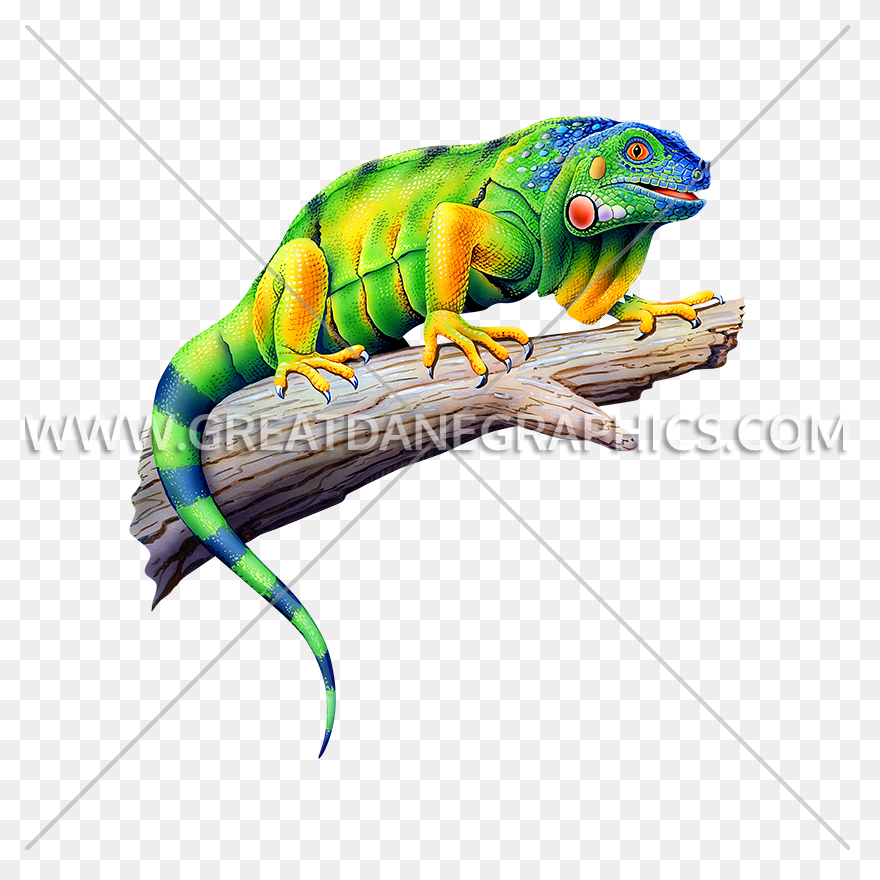 Iguana Clipart - ClipartFlare