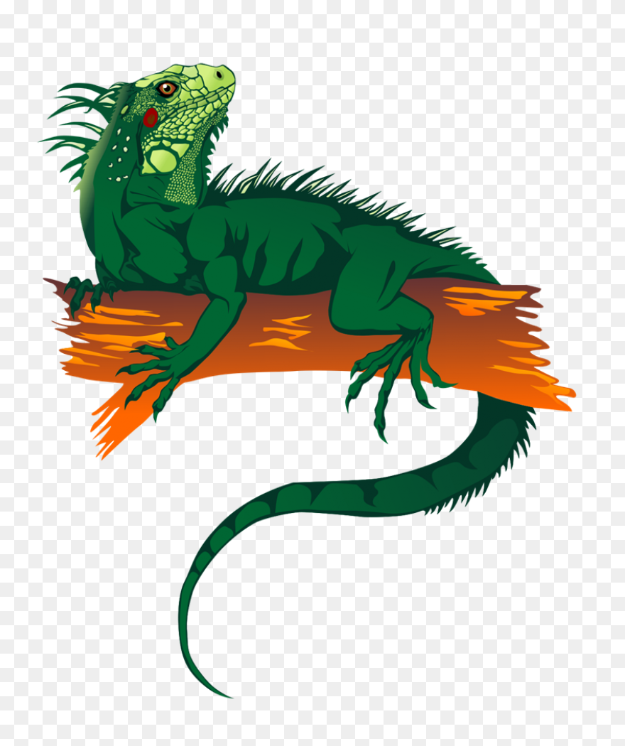 Green Iguana As A Colorful - Iguana