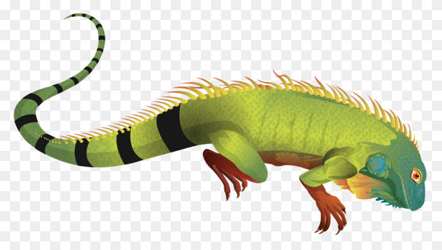 Iguana Clipart - ClipartFlare