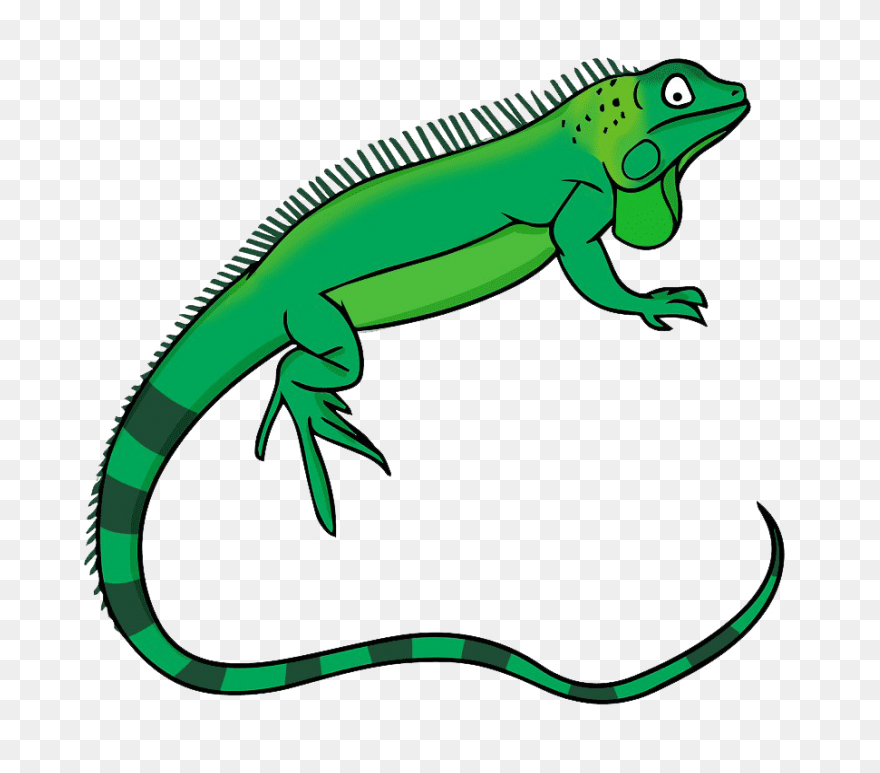 Iguana Png - Iguana