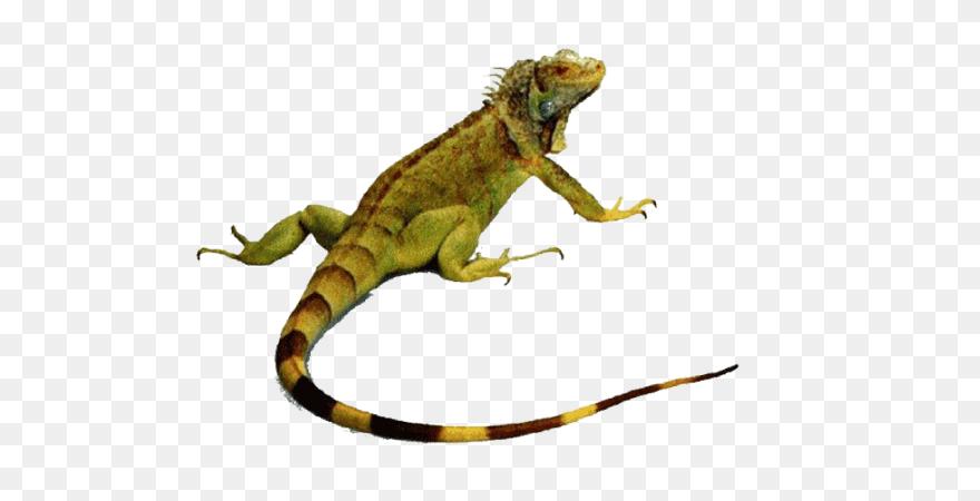Iguana Clipart - ClipartFlare