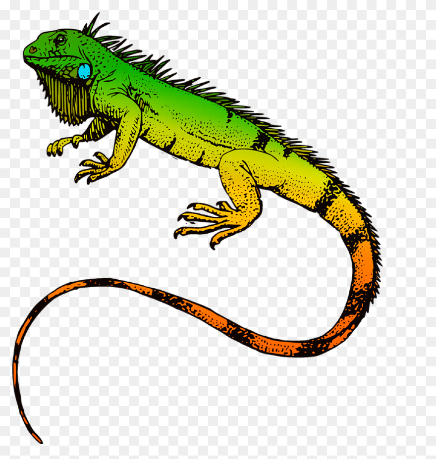 Iguana Clipart - ClipartFlare