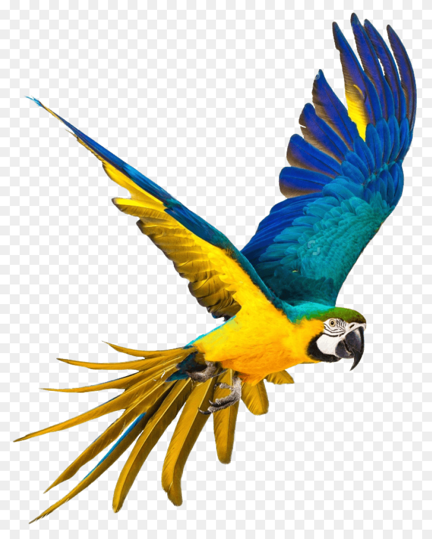 Parrot Png Full Hd Clipart - Image Hd
