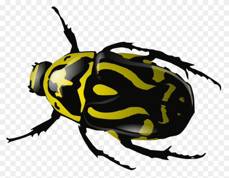 Free Png Cricket Insect Clipart Png