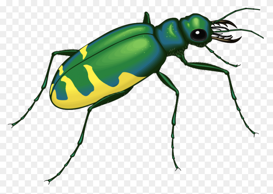 Free Png Cricket Insect Clipart Png
