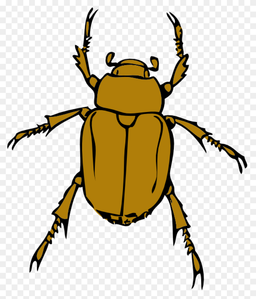 Free Png Cricket Insect Clipart Png