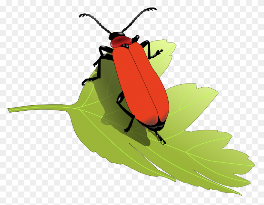 Free Png Cricket Insect Clipart Png