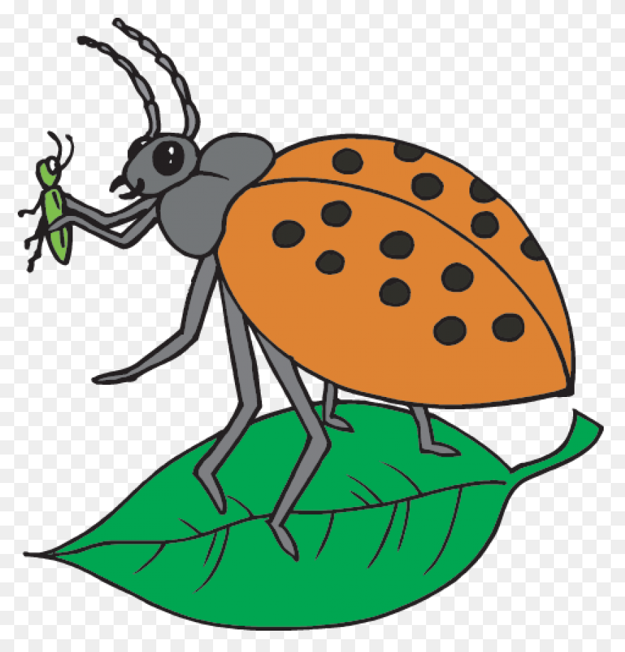 Free Png Cricket Insect Clipart Png