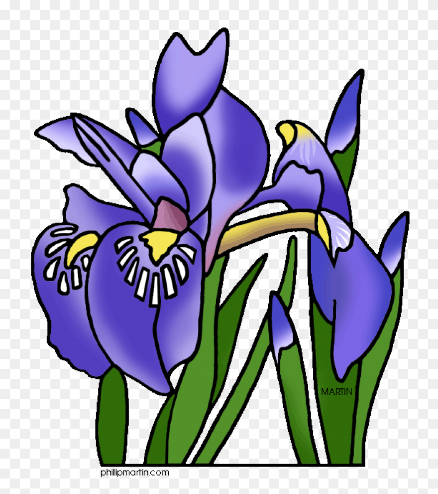 Download Iris Flower Png Clipart - 