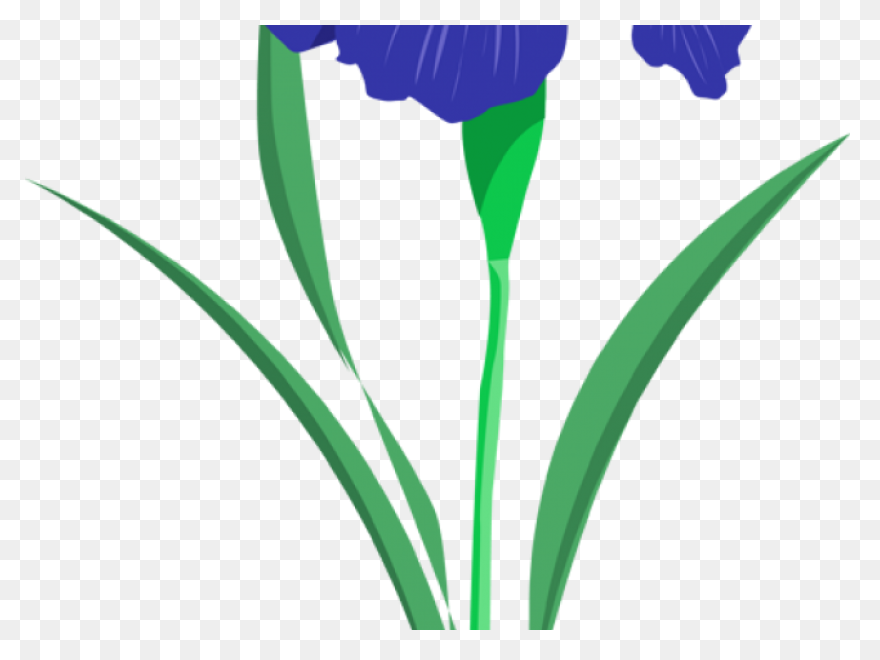 Download Iris Flower Png Clipart - 