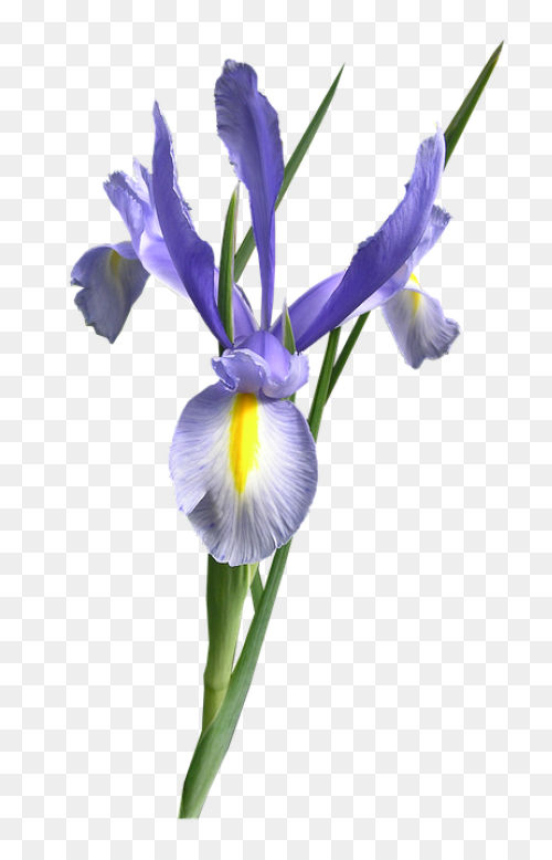 Download Iris Flower Png Clipart - 